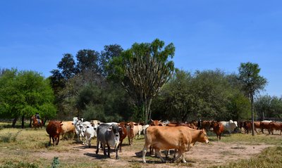 Ganado en campo
